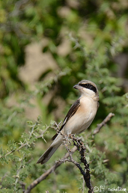 Averla cenerina - Lanius minor
