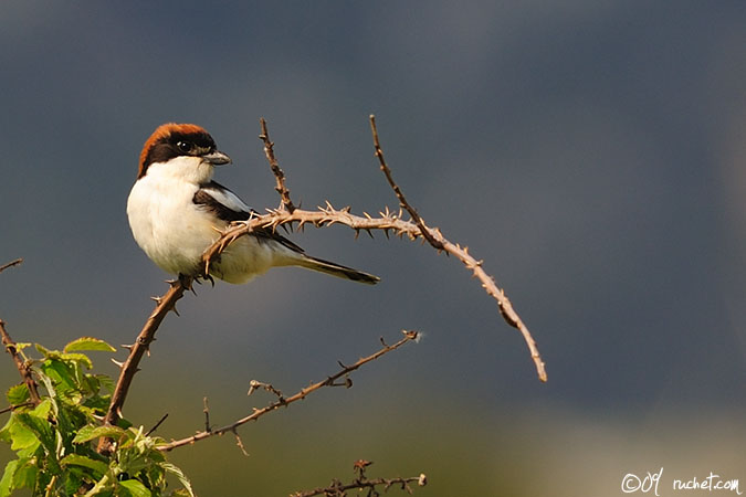 Woodchat Shrike - Lanius senator