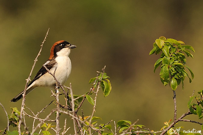 Woodchat Shrike - Lanius senator