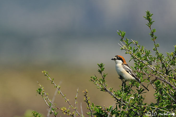 Woodchat Shrike - Lanius senator