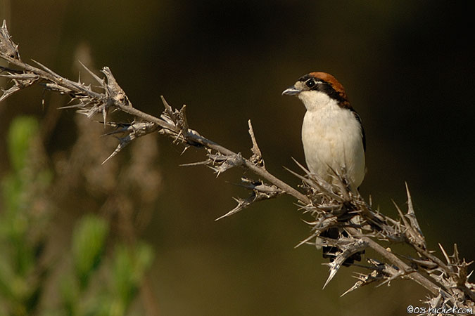 Woodchat Shrike - Lanius senator