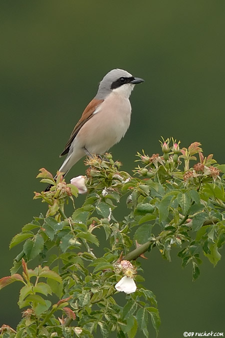 Averla piccola - Lanius collurio