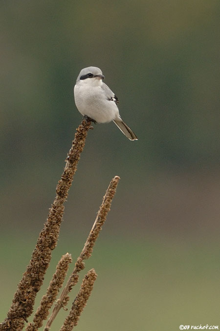 Pie-grièche grise - Lanius excubitor