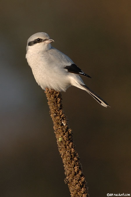 Pie-grièche grise - Lanius excubitor