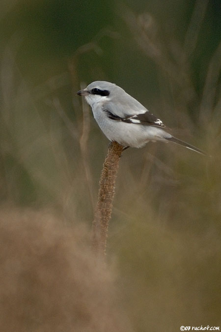Averla maggiore - Lanius excubitor