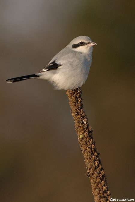 Averla maggiore - Lanius excubitor