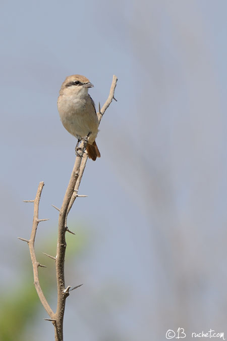 Isabelline Shrike - Lanius isabellinus