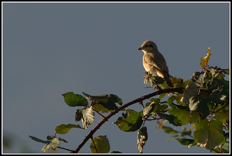 Isabelline Shrike - Lanius isabellinus