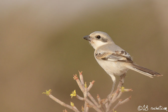 Mittelmeer-Raubwürger - Lanius meridionalis