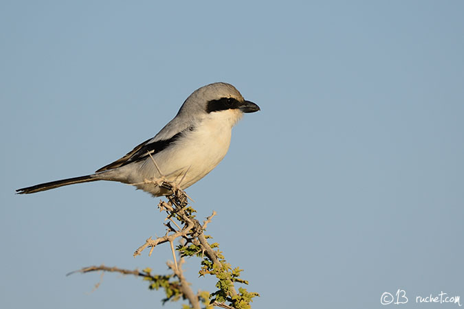 Mittelmeer-Raubwürger - Lanius meridionalis