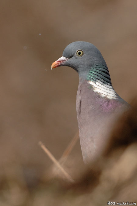 Ringeltaube - Columba palumbus