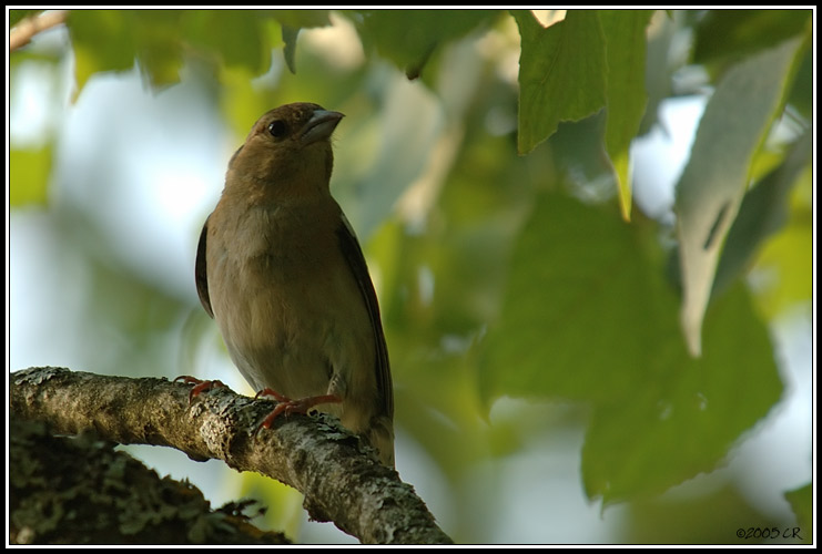 Pinson des arbres - Fringilla coelebs