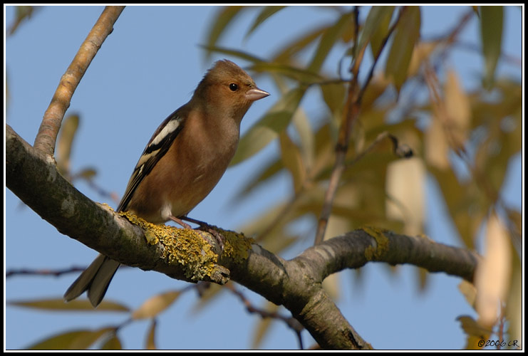 Pinson des arbres - Fringilla coelebs