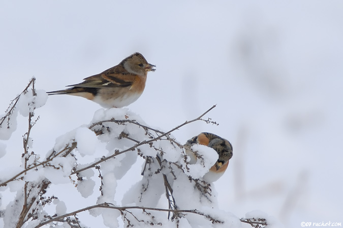 Pinson du Nord - Fringilla montifringilla
