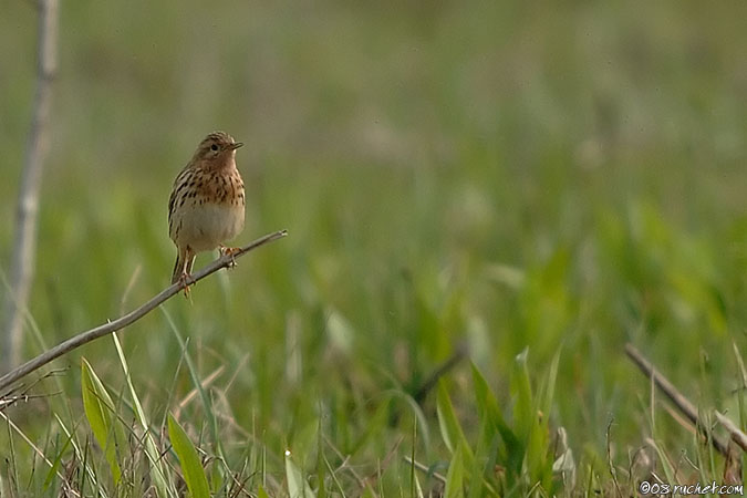 Pipit à gorge rousse - Anthus cervinus