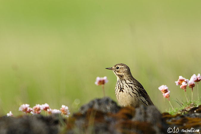 Pipit farlouse - Anthus pratensis