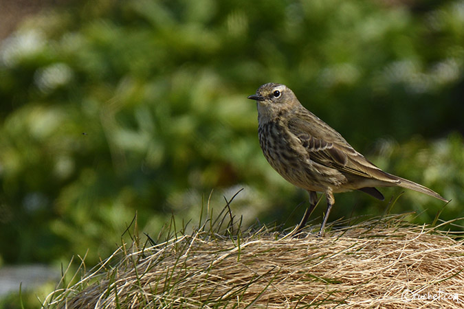 Pipit maritime - Anthus petrosus