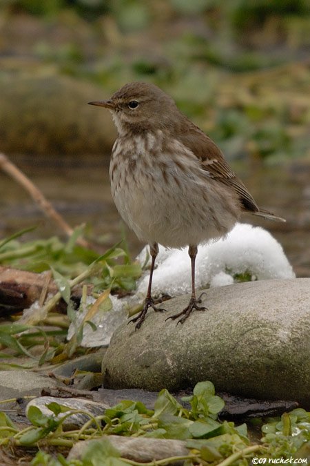 Water Pipit - Anthus spinoletta