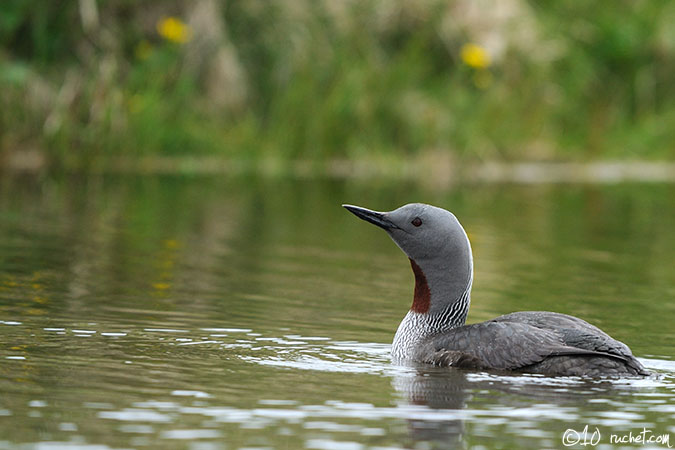 Strolaga minore - Gavia stellata