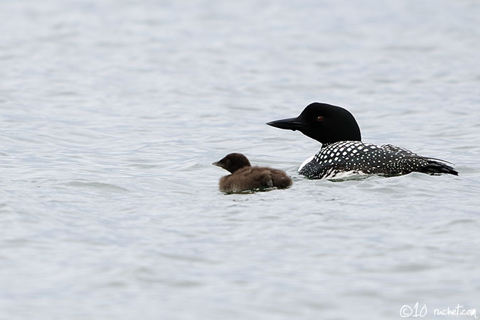 Great Northern Loon - Gavia immer