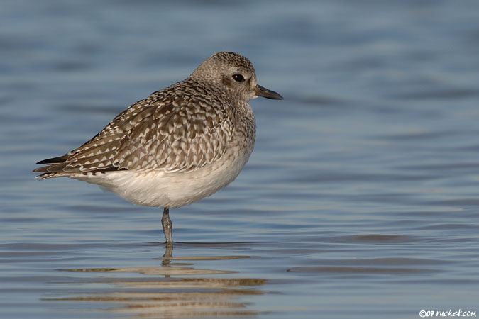 Pluvier argenté - Pluvialis squatarola