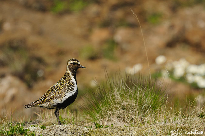 European Golden Plover - Pluvialis apricaria