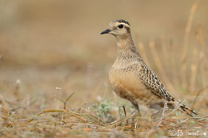 Piviere tortolino - Charadrius morinellus