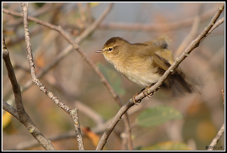 Common Chiffchaff - Phylloscopus collybita