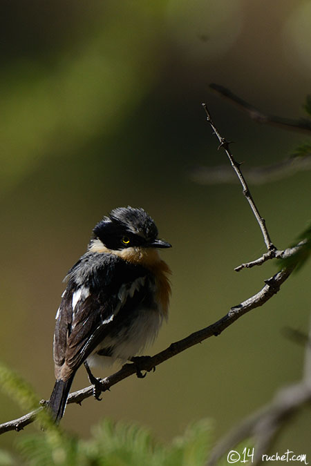 Pririt de Vieillot - Batis pririt