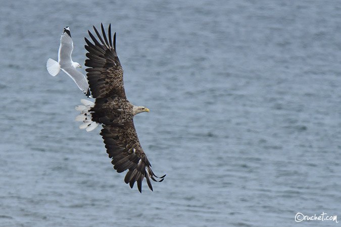 Aquila di mare - Haliaeetus albicilla