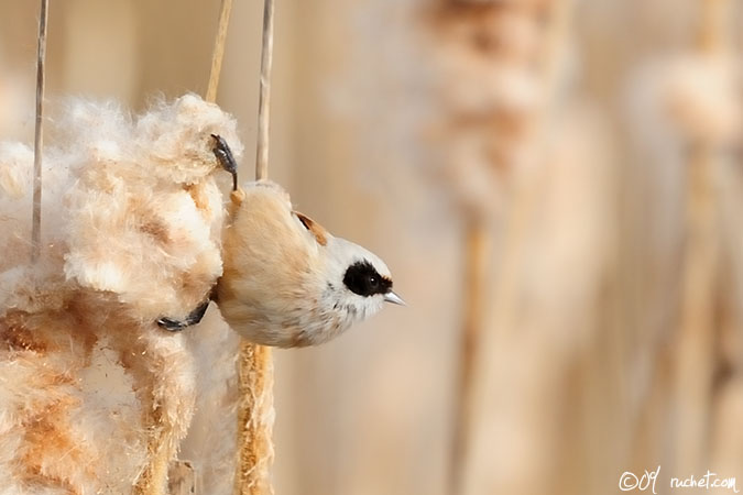 Eurasian Penduline Tit - Remiz pendulinus