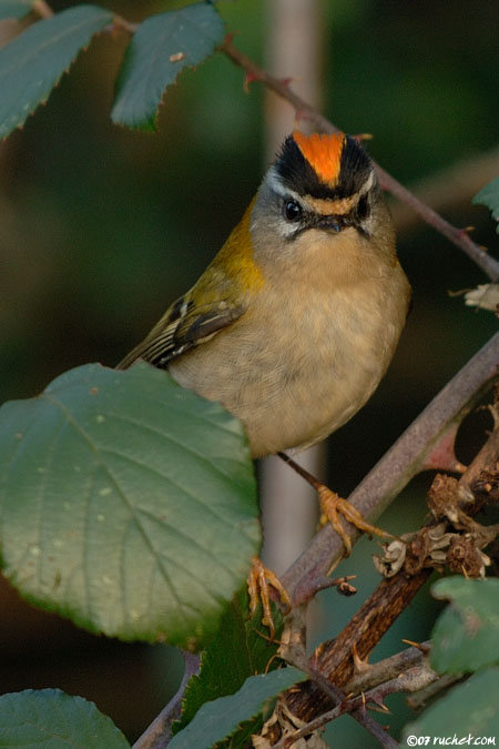 Roitelet à triple bandeau - Regulus ignicapilla