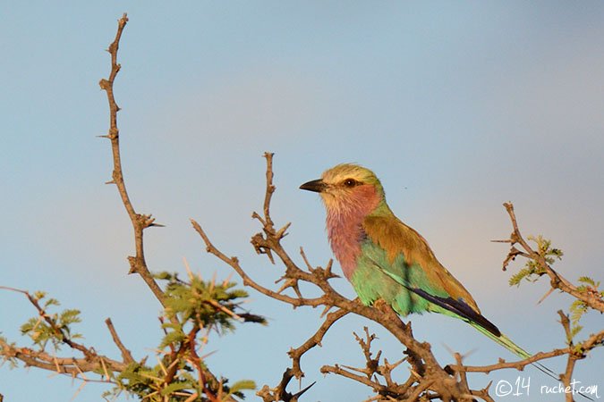 Lilac-breasted Roller - Coracias caudatus