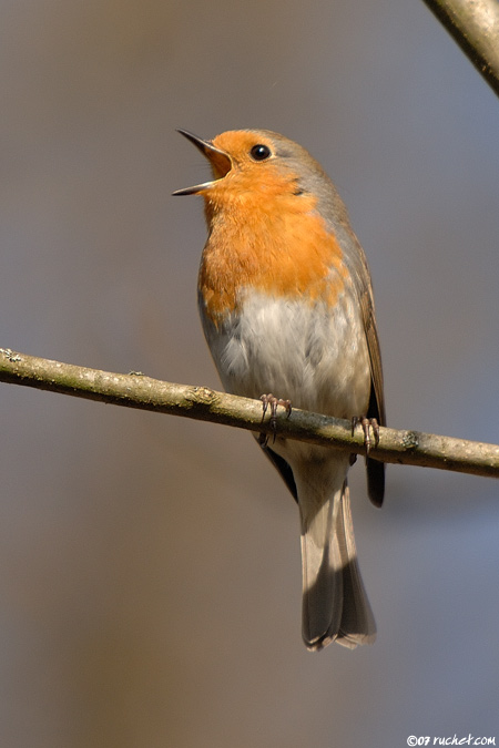 Pettirosso - Erithacus rubecula