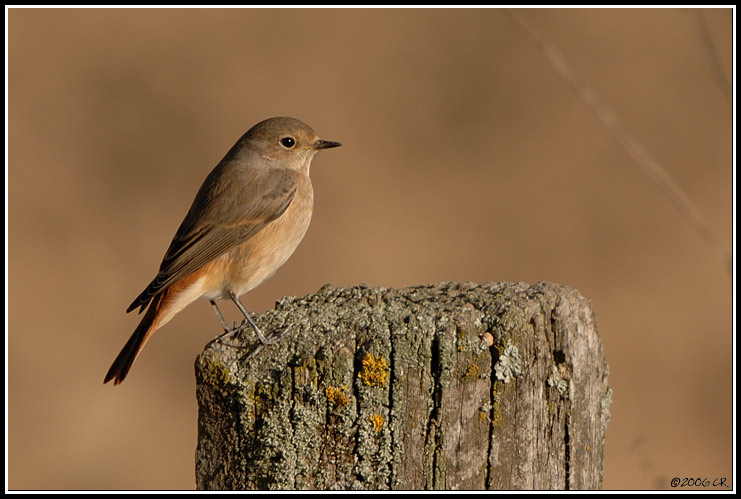 Common Redstart - Phoenicurus phoenicurus