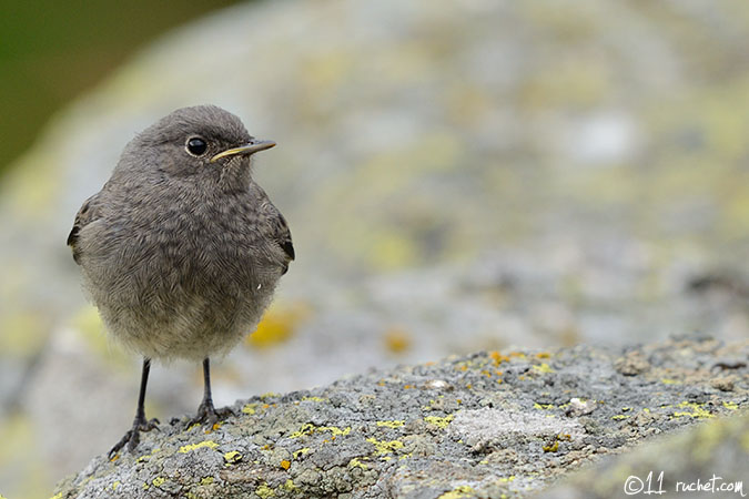 Rougequeue noir - Phoenicurus ochruros