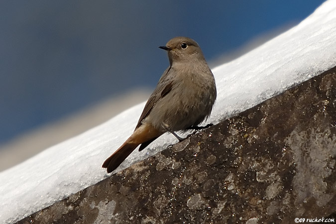 Rougequeue noir - Phoenicurus ochruros