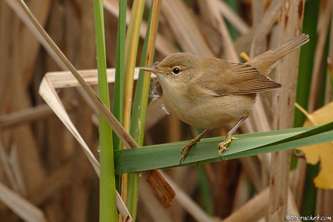 Reed Warbler - Acrocephalus scirpaceus