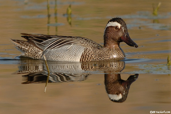 Sarcelle d'été - Anas querquedula