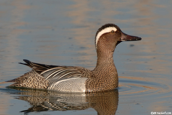 Marzaiola - Anas querquedula