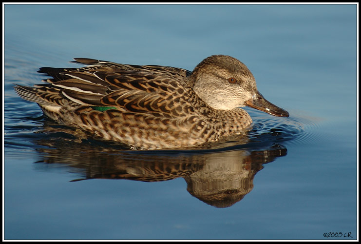 Common teal - Anas crecca