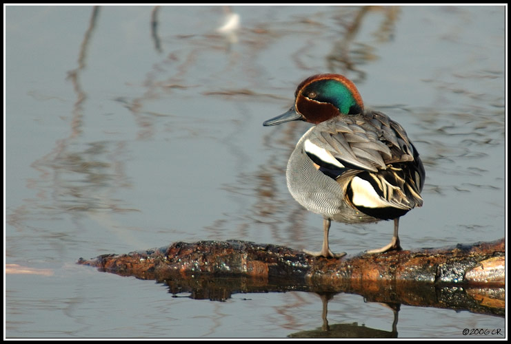 Common teal - Anas crecca