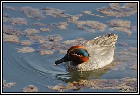 Common teal - Anas crecca