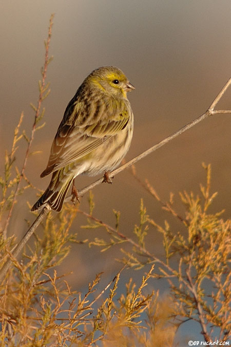 European serin - Serinus serinus