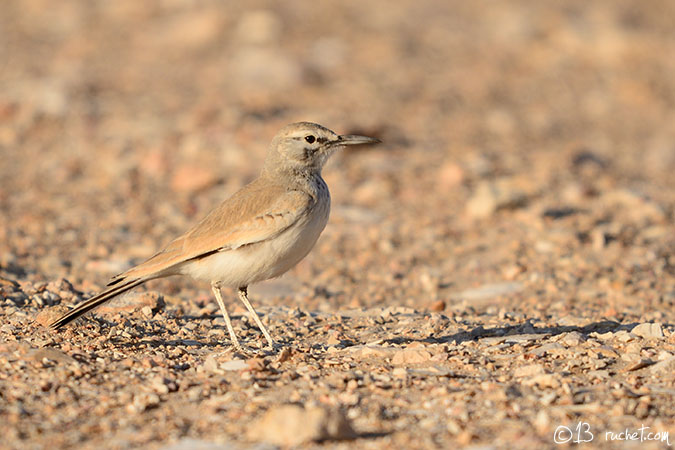 Greater Hoopoe-Lark - Alaemon alaudipes