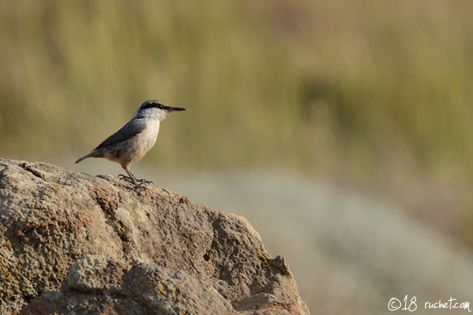 Sittelle de Neumayer - Sitta neumayer