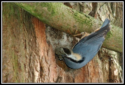 Picchio muratore - Sitta europaea