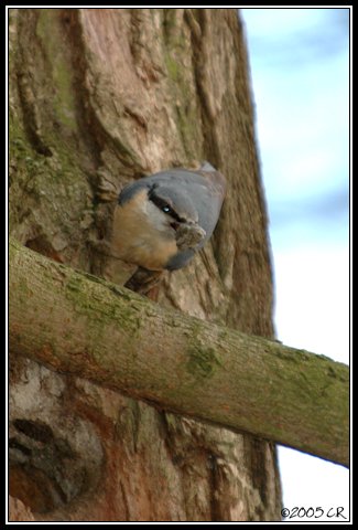 Picchio muratore - Sitta europaea