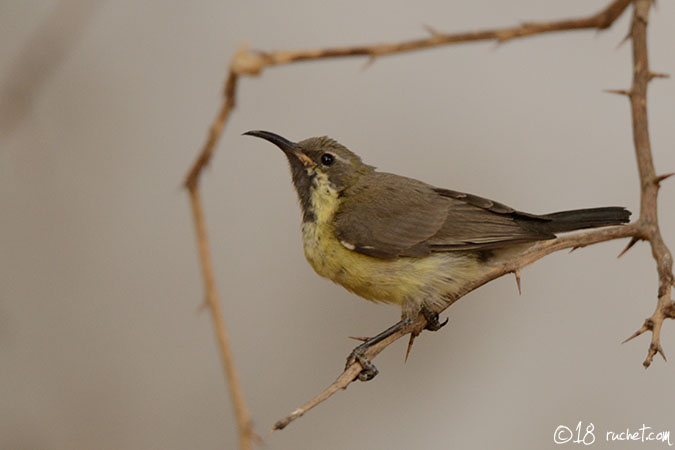 Beautiful Sunbird - Cinnyris pulchellus