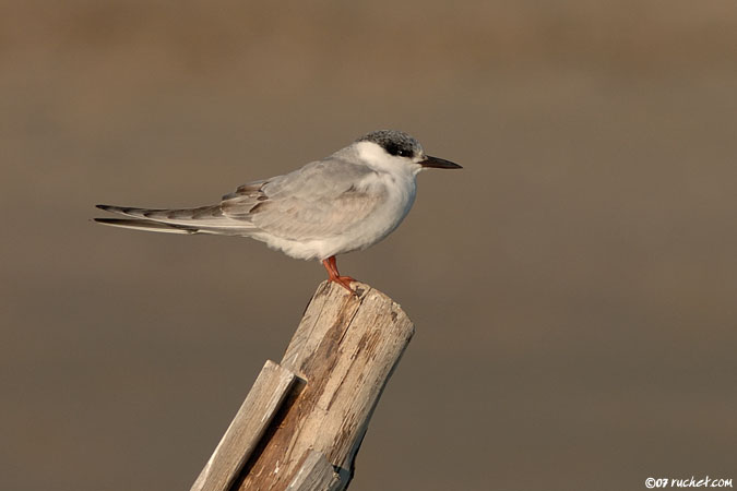 Sterne pierregarin - Sterna hirundo